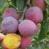 Moldavian European Plum