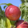 Red Gold Nectarine