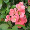 Old Homestead Flowering Quince