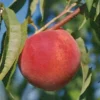Early Redhaven Peach
