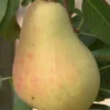 Butirra Precoce Morettini European Pear