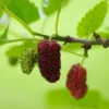 Red ShahToot Mulberry