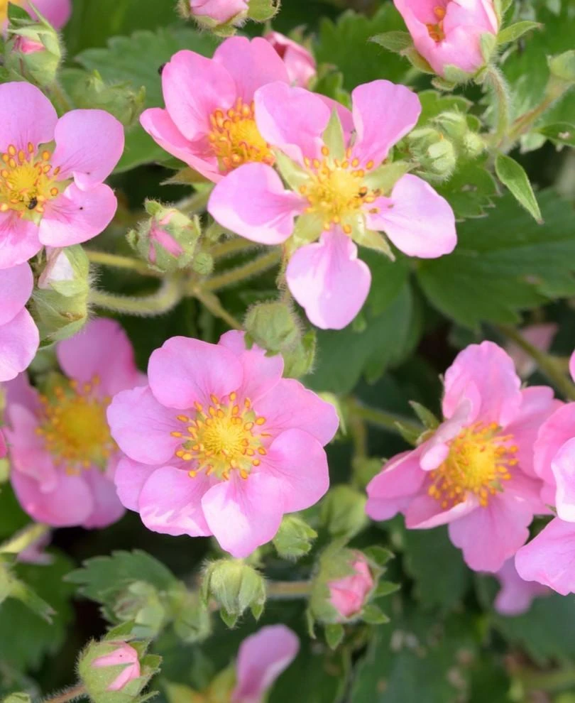 Pink Panda Strawberry 1 Pink Panda Strawberry