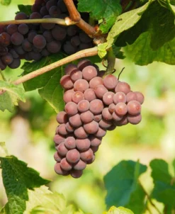 Pinot Gris Grape