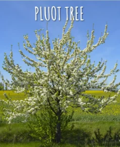 Combo Pluot Tree (3 Varieties)