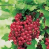 Red Jade™ Currant