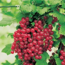Red Jade™ Currant
