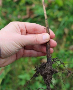 EMLA 26 Apple Rootstock