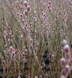Mt. Asama Pink Willow