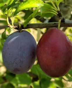 Seneca European Plum