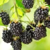 Cascade Blackberry