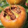 Macrocarpa Medlar