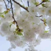 Mt. Fuji Flowering Cherry