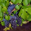 Pinot Precoce Grape