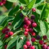 Autumn Brilliance Serviceberry