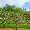 3 Tier Apple Espalier Combo Tree (3 Varieties)