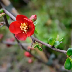 Crimson And Gold Flowering Quince