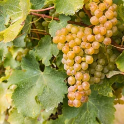 Sauvignon Blanc Grape