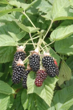 Hall's Beauty Blackberry