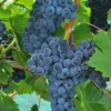Muscat Of Norway Grape