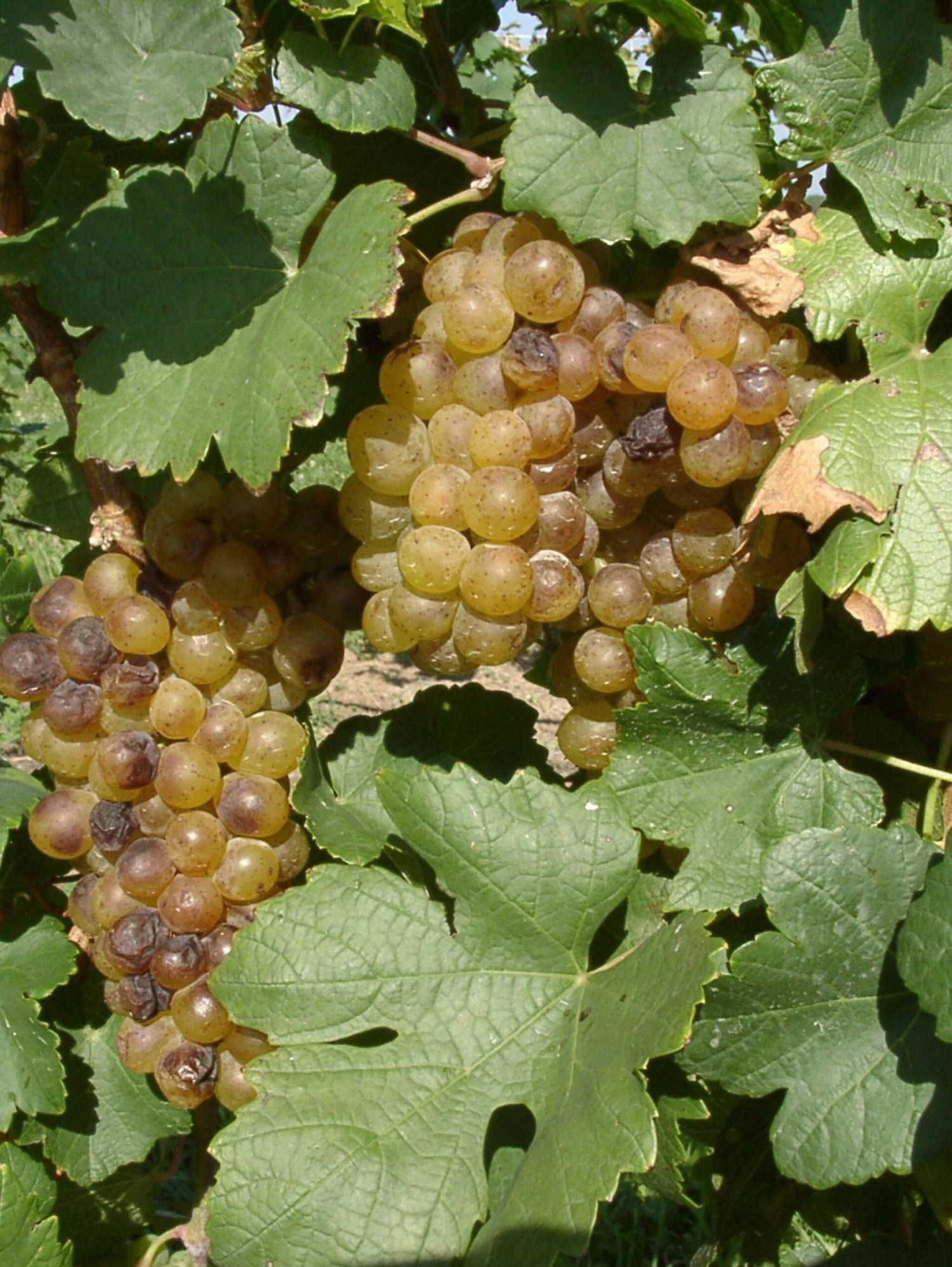 Iskorka Grape 1 Iskorka Grape