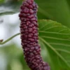 Pakistan Fruiting Mulberry