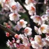 Bungo Flowering Apricot