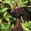 Ranch Elderberry