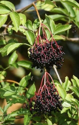 Ranch Elderberry 1 Ranch Elderberry