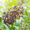 Wyldewood Elderberry