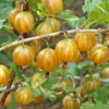 Hinnomaki Yellow Gooseberry