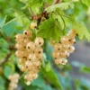 Blanca White Currant