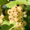Primus White Currant