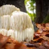 Lion's Mane Mushroom 100 Dowels