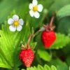 Mignonette Strawberry