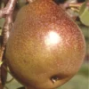 Honey Sweet European Pear