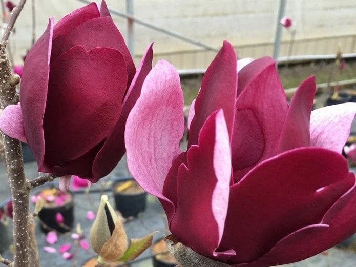 Tinkerbelle Magnolia 1 Tinkerbelle Magnolia