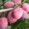 Victoria European Plum