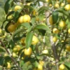 Yellow Fruited Cornus Mas