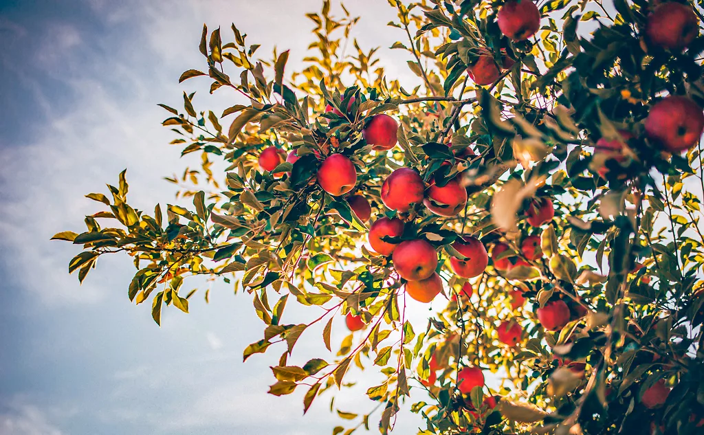 Alphaen Store -Alphaen Store apple tree guide scaled 1024x633 1